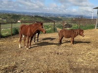 three horses standing in a field with a fence