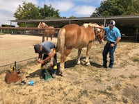 two men working on a horse in a pen