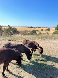 three donkeys eating hay on a dirt road