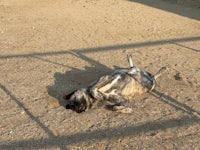 a dog laying in the sand